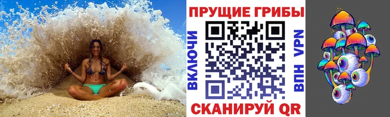 как найти   Калининград  Псилоцибиновые грибы Psilocybine cubensis 